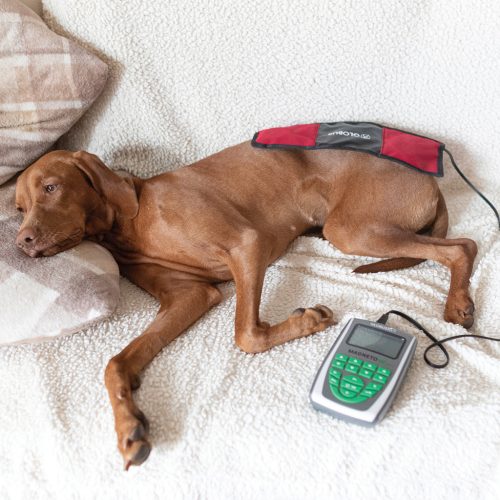 MagnetoVet 200 állatgyógyászati mágnesterápiás készülék