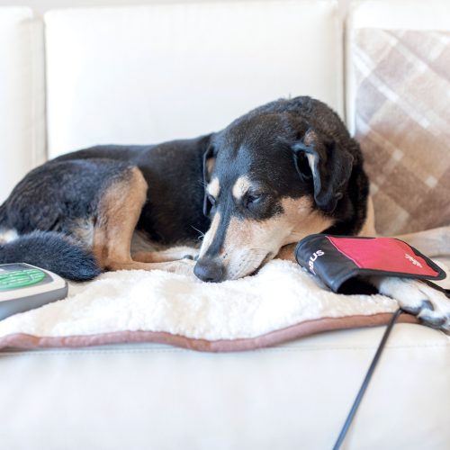 MagnetoVet 200 állatgyógyászati mágnesterápiás készülék