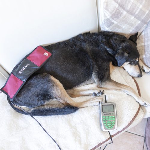 MagnetoVet 200 állatgyógyászati mágnesterápiás készülék