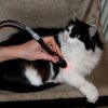 LaserVet 1.0  állatgyógyászati lézer