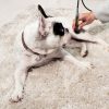 LaserVet 1.0  állatgyógyászati lézer