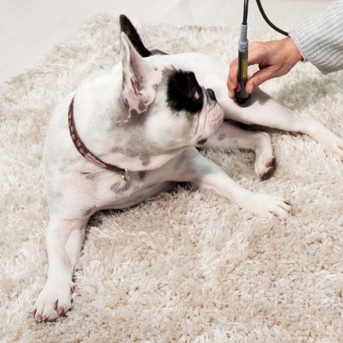 LaserVet 3.0  állatgyógyászati lézer