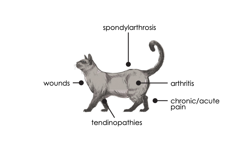 Laser-Cat.jpg