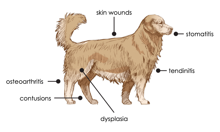 Laser-Dog.jpg