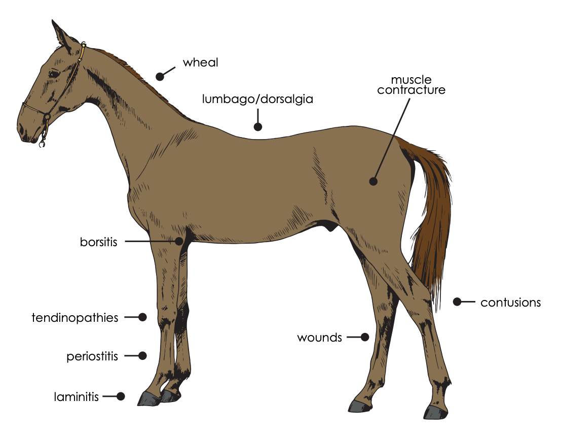 Laser-Horse.jpg
