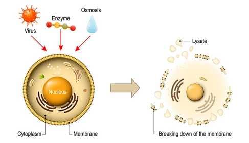 Autofágia: a szervezet természetes öntisztító mechanizmusa és szerepe az egészség megőrzésében