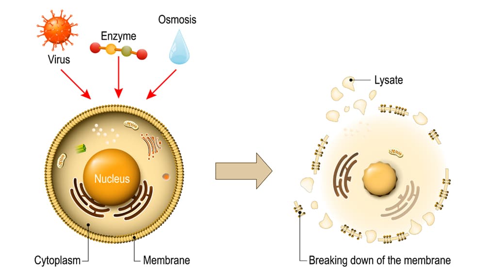 Autofágia: a szervezet természetes öntisztító mechanizmusa és szerepe az egészség megőrzésében